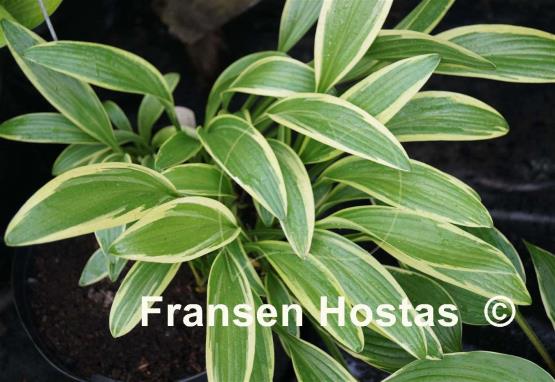 Hosta rectifolia 'Chionea'